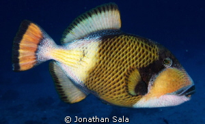 Titan Trigger Fish by Jonathan Sala 